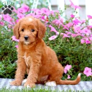 Tammy, Mini Labradoodle Puppy