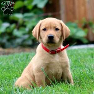 Tammy, Fox Red Labrador Retriever Puppy