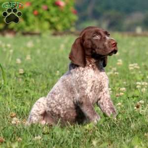 Tammy, German Shorthaired Pointer Puppy