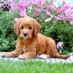 Tammy, Mini Labradoodle Puppy
