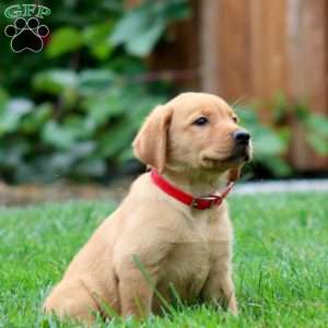 Tammy, Fox Red Labrador Retriever Puppy