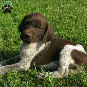 Tammy, German Shorthaired Pointer Puppy
