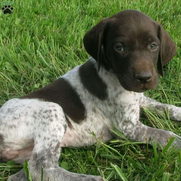 Tammy, German Shorthaired Pointer Puppy