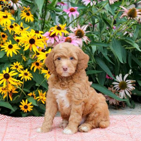 Tanner, Cockapoo Puppy