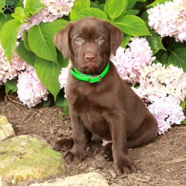 Tanner, Chocolate Labrador Retriever Puppy