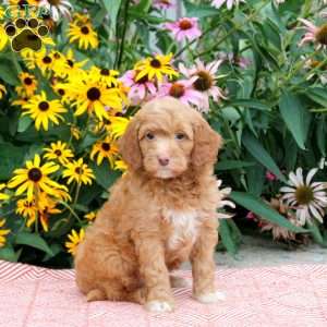 Tanner, Cockapoo Puppy