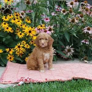 Tanner, Cockapoo Puppy