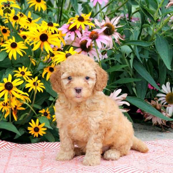 Tara, Cockapoo Puppy
