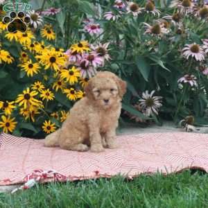 Tara, Cockapoo Puppy