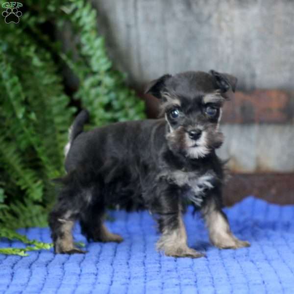 Taryn, Miniature Schnauzer Puppy