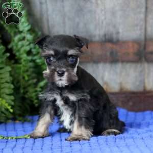 Taryn, Miniature Schnauzer Puppy
