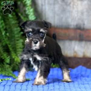 Taryn, Miniature Schnauzer Puppy
