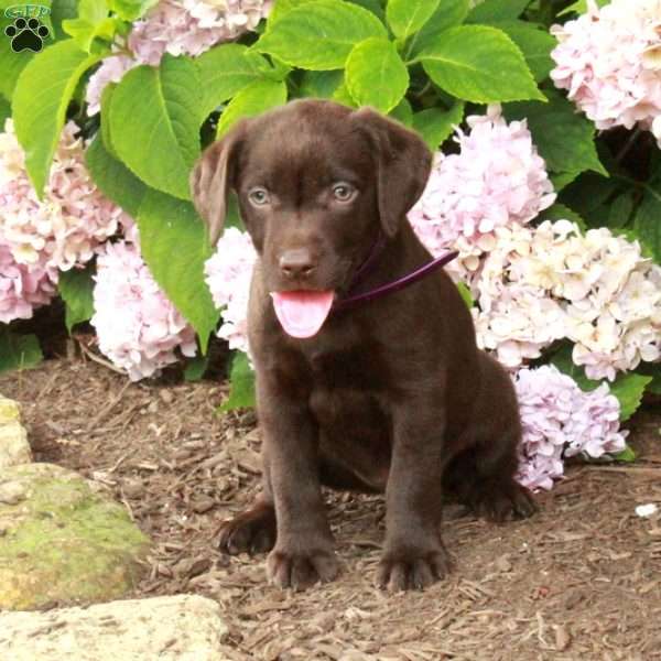 Tasha, Chocolate Labrador Retriever Puppy