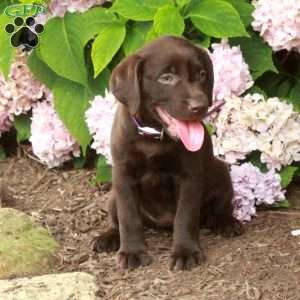 Tasha, Chocolate Labrador Retriever Puppy
