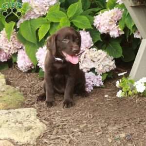 Tasha, Chocolate Labrador Retriever Puppy