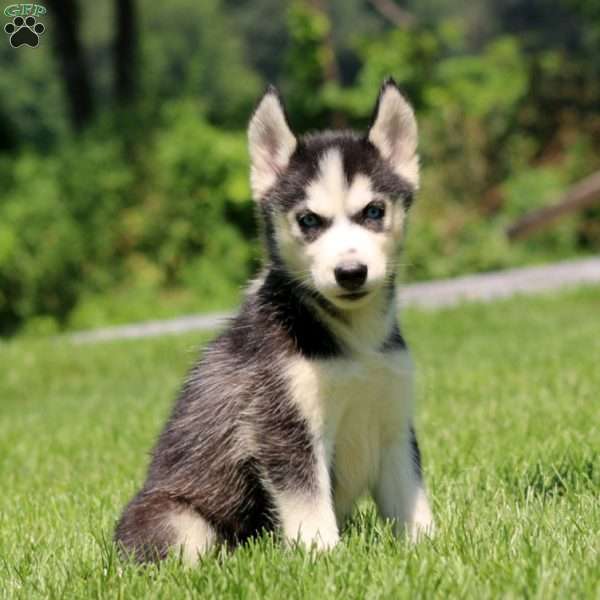 Tasha, Siberian Husky Puppy
