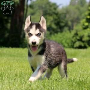 Tasha, Siberian Husky Puppy