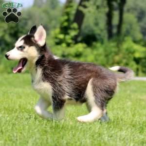 Tasha, Siberian Husky Puppy