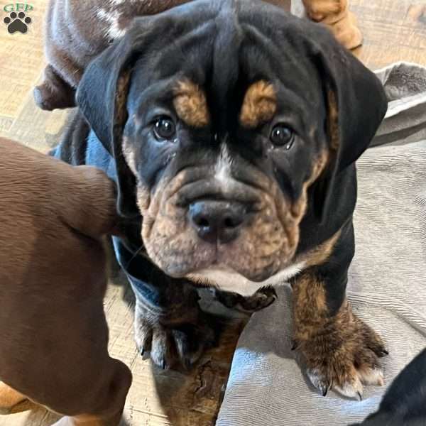 Tater, Beabull Puppy