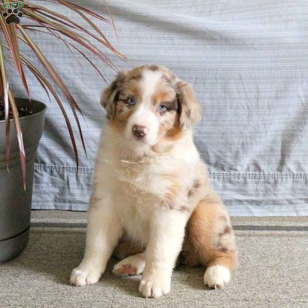Taylor, Australian Shepherd Puppy