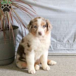 Taylor, Australian Shepherd Puppy