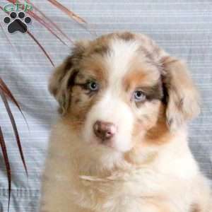 Taylor, Australian Shepherd Puppy
