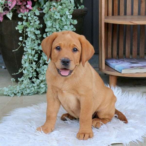Tchikita, Fox Red Labrador Retriever Puppy