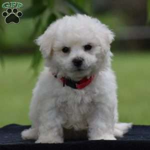 Teddie, Bichon Frise Puppy