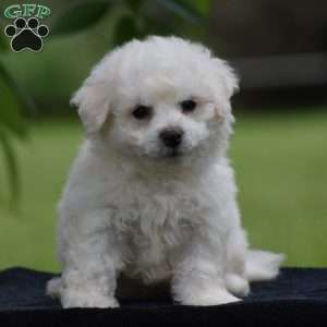 Teddie, Bichon Frise Puppy