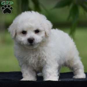 Teddie, Bichon Frise Puppy
