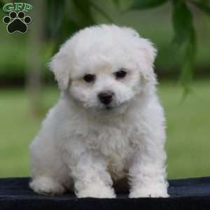 Teddie, Bichon Frise Puppy