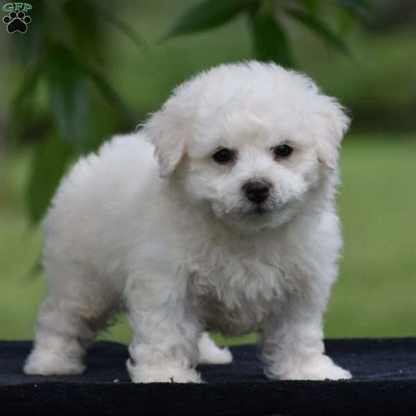 Teddie, Bichon Frise Puppy