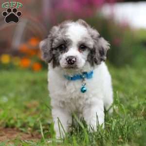 Teddy, Miniature Poodle Puppy