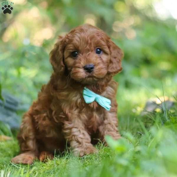 Teddy, Cavapoo Puppy