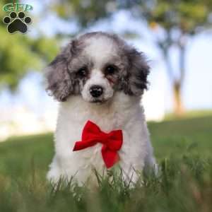 Teddy, Miniature Poodle Puppy