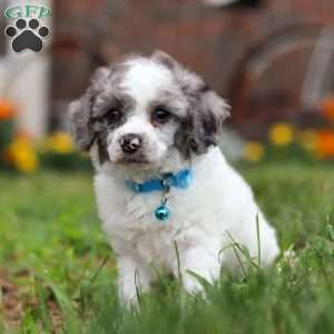 Teddy, Miniature Poodle Puppy