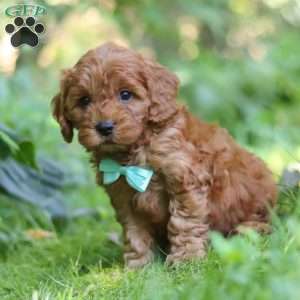 Teddy, Cavapoo Puppy