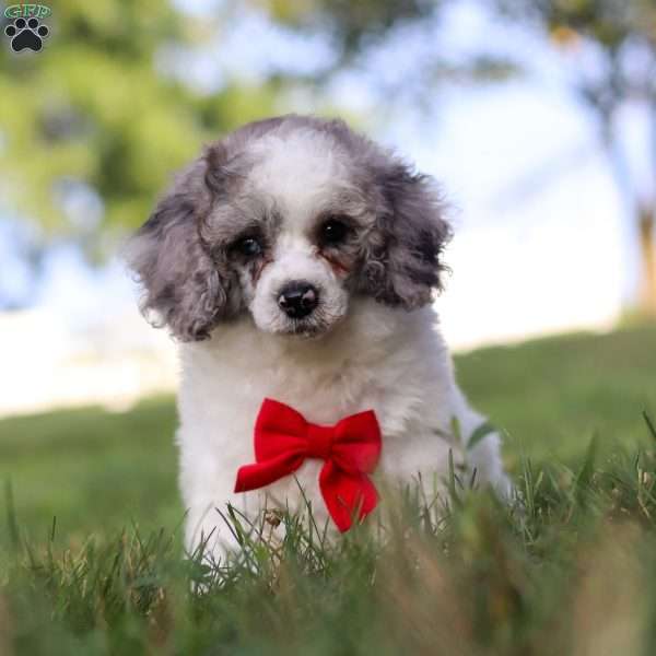 Teddy, Miniature Poodle Puppy