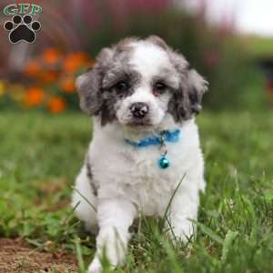 Teddy, Miniature Poodle Puppy