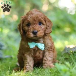 Teddy, Cavapoo Puppy