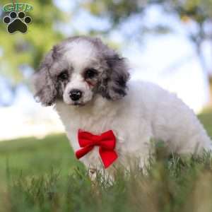 Teddy, Miniature Poodle Puppy