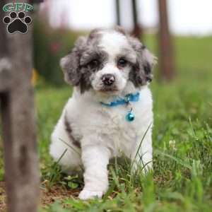 Teddy, Miniature Poodle Puppy