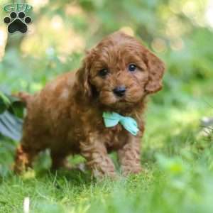 Teddy, Cavapoo Puppy