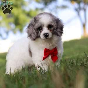 Teddy, Miniature Poodle Puppy