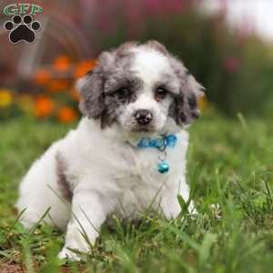 Teddy, Miniature Poodle Puppy
