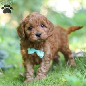 Teddy, Cavapoo Puppy