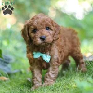 Teddy, Cavapoo Puppy