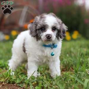Teddy, Miniature Poodle Puppy