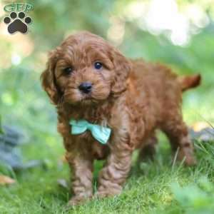 Teddy, Cavapoo Puppy