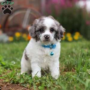 Teddy, Miniature Poodle Puppy